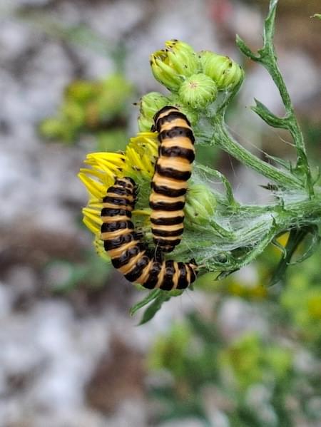 Coddling Moth