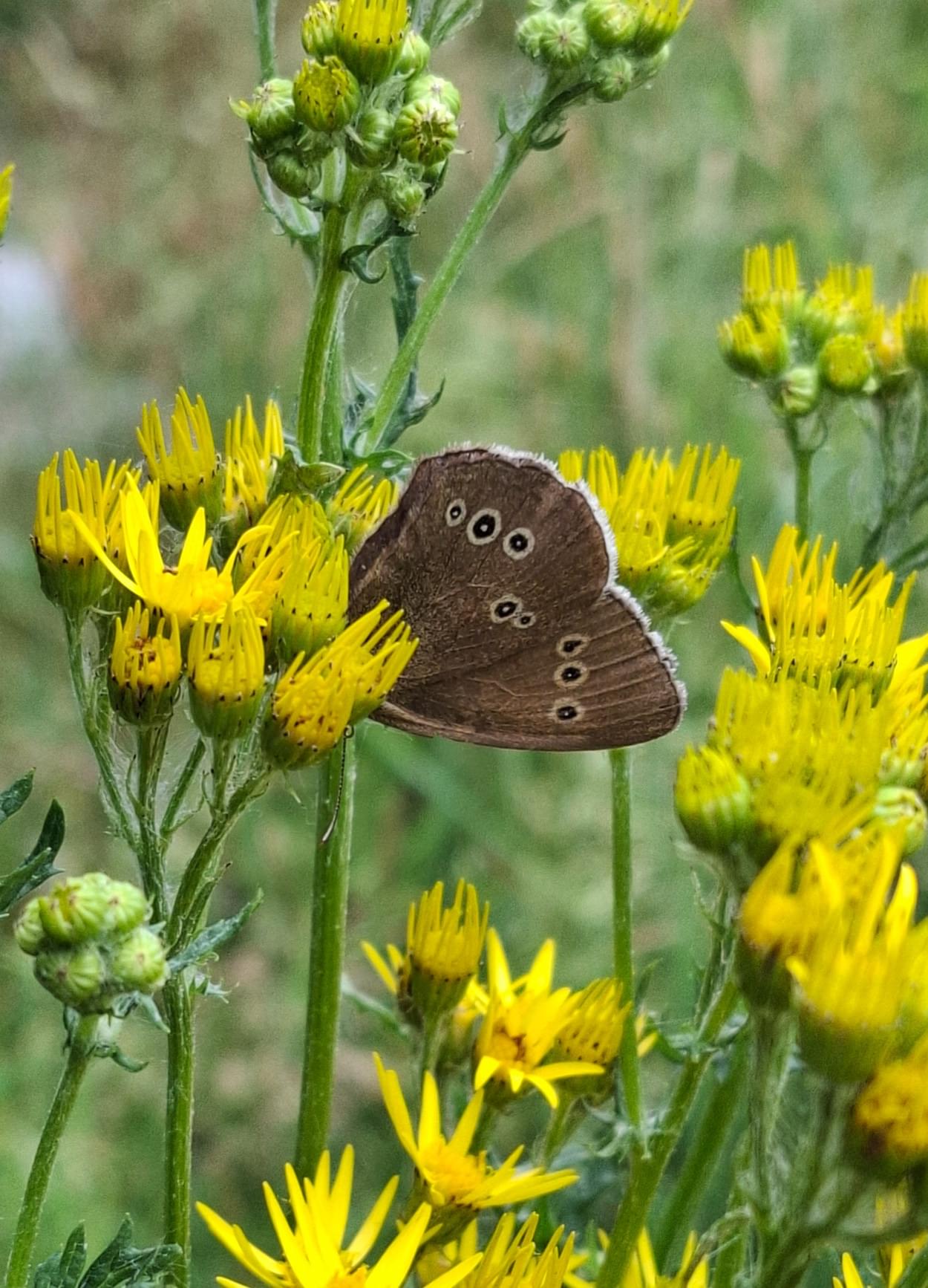 Ringlet Butterfly