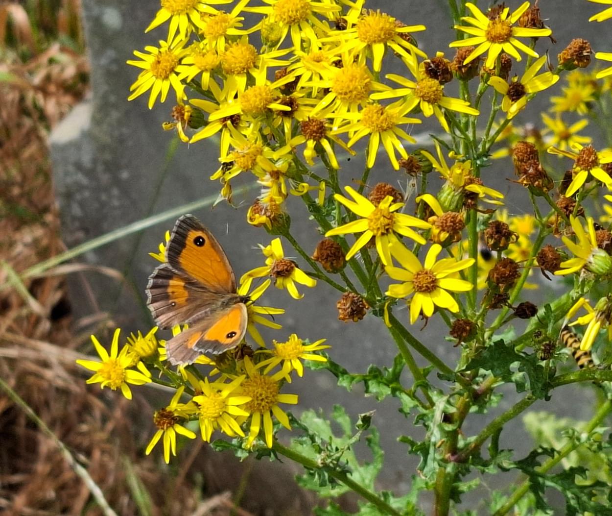 Gatekeeper Butterfly
