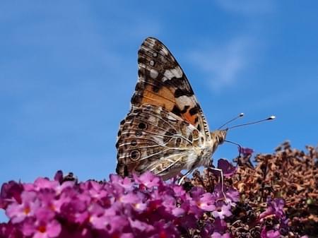 Painted Lady Butterfly