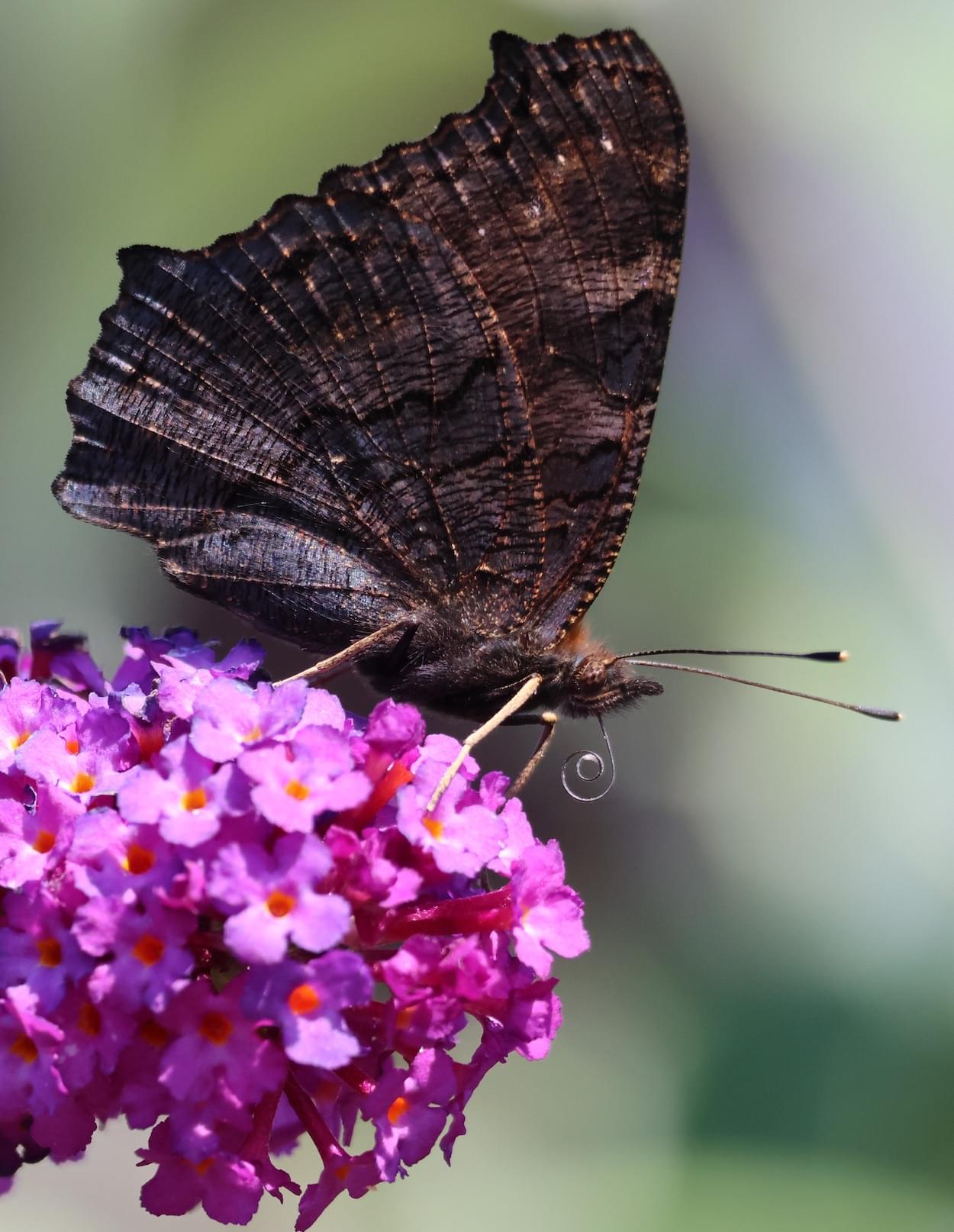 Peacock Butterfly
