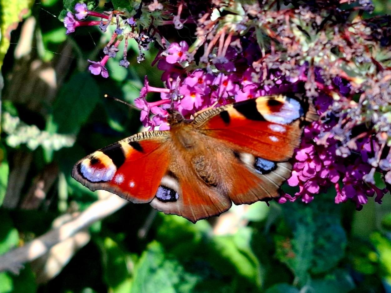 Peacock Butterfly