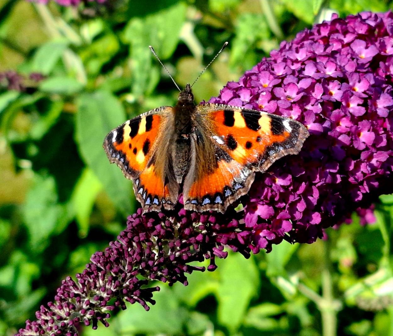 Samml Tortoishell Butterfly