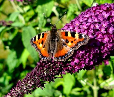 Samml Tortoishell Butterfly