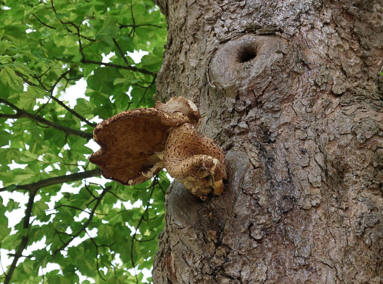 Sycamore Fungi