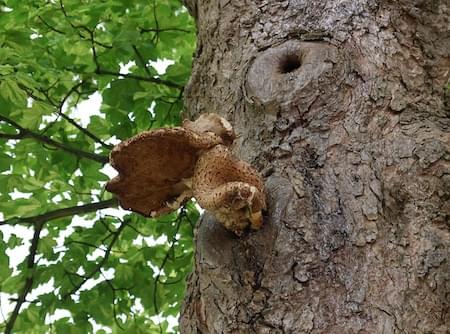 Sycamore Fungi