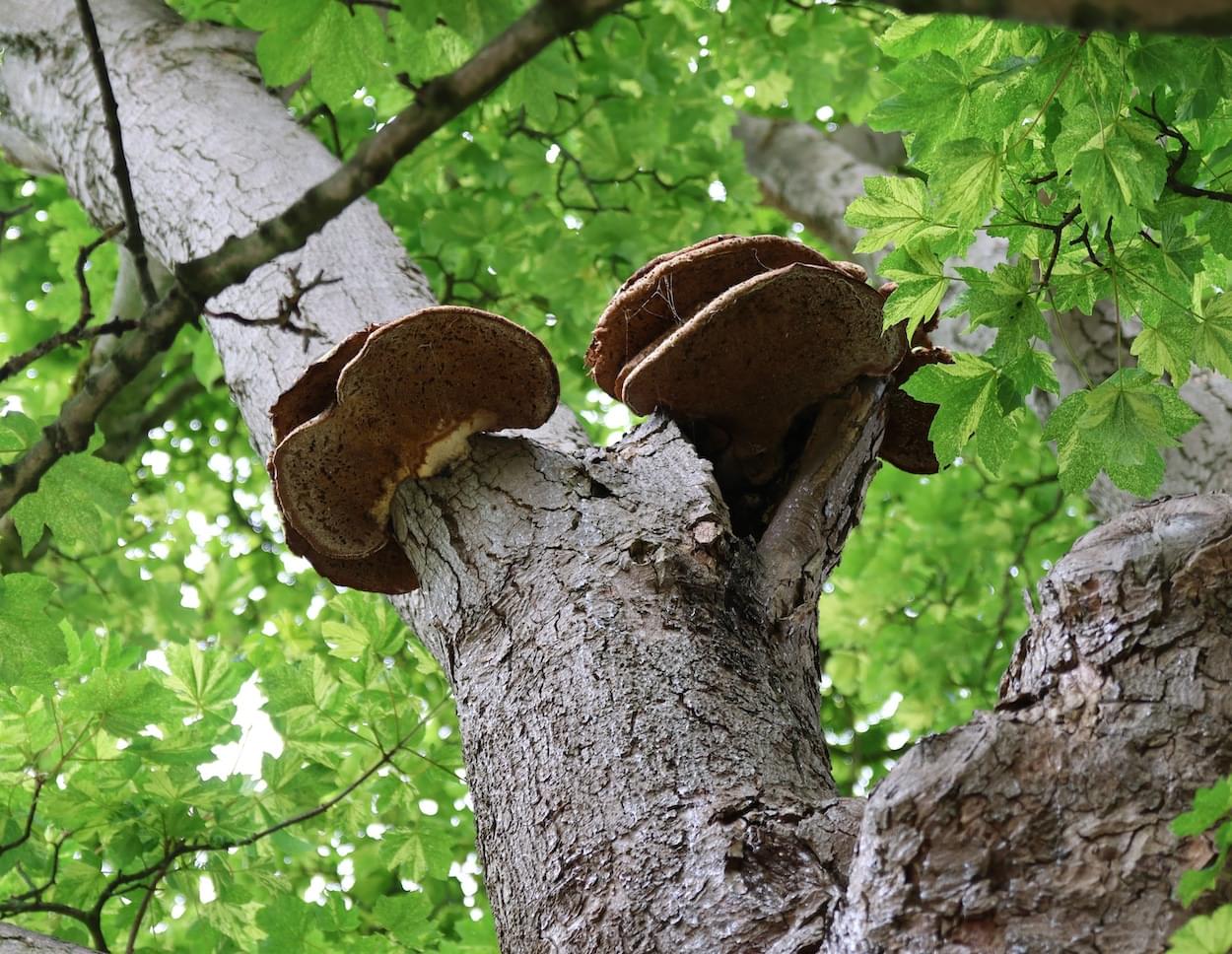 Sycamore Fungi Christleton Village Green