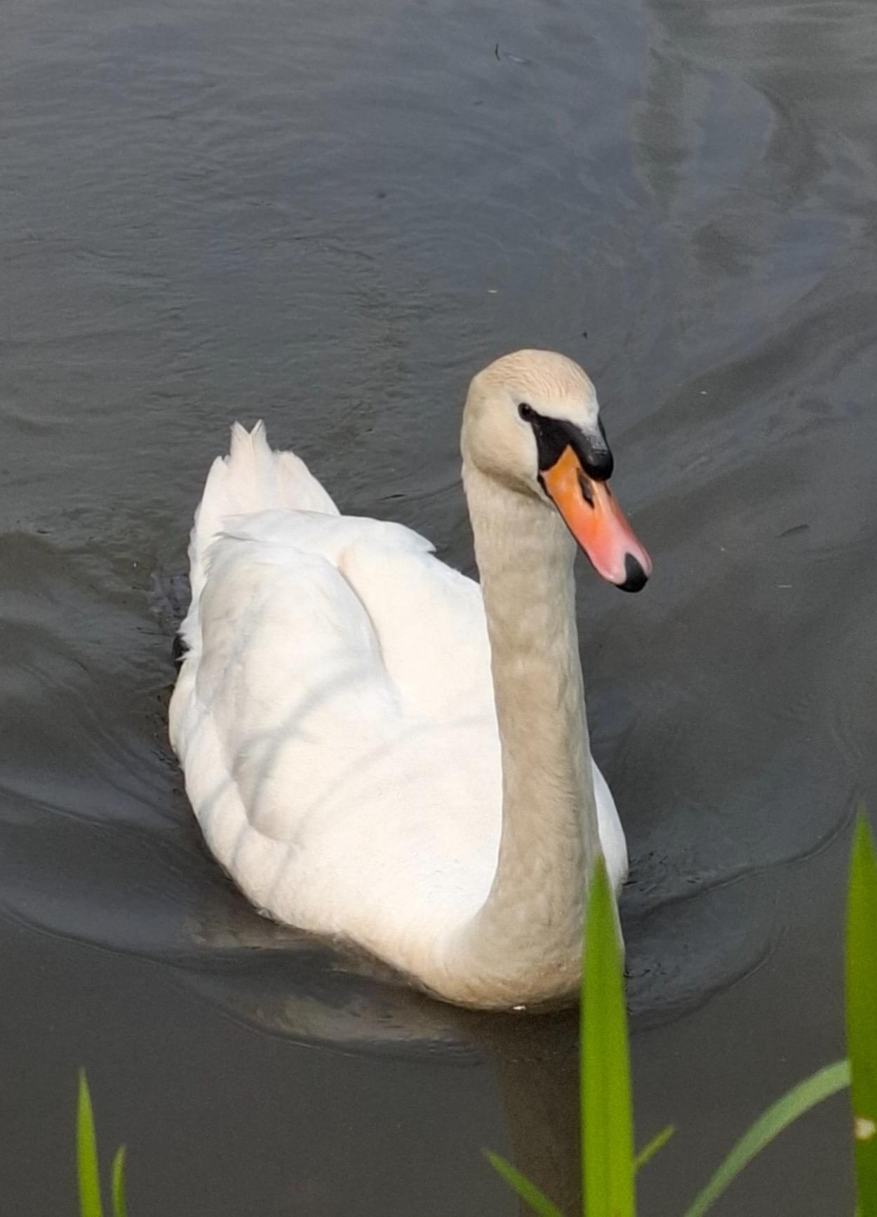 Mute Swan on the canal - Cob  Mute Swan on the canal - Cob