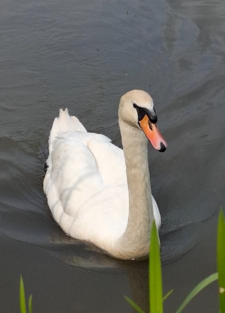 Mute Swan on the canal - Cob