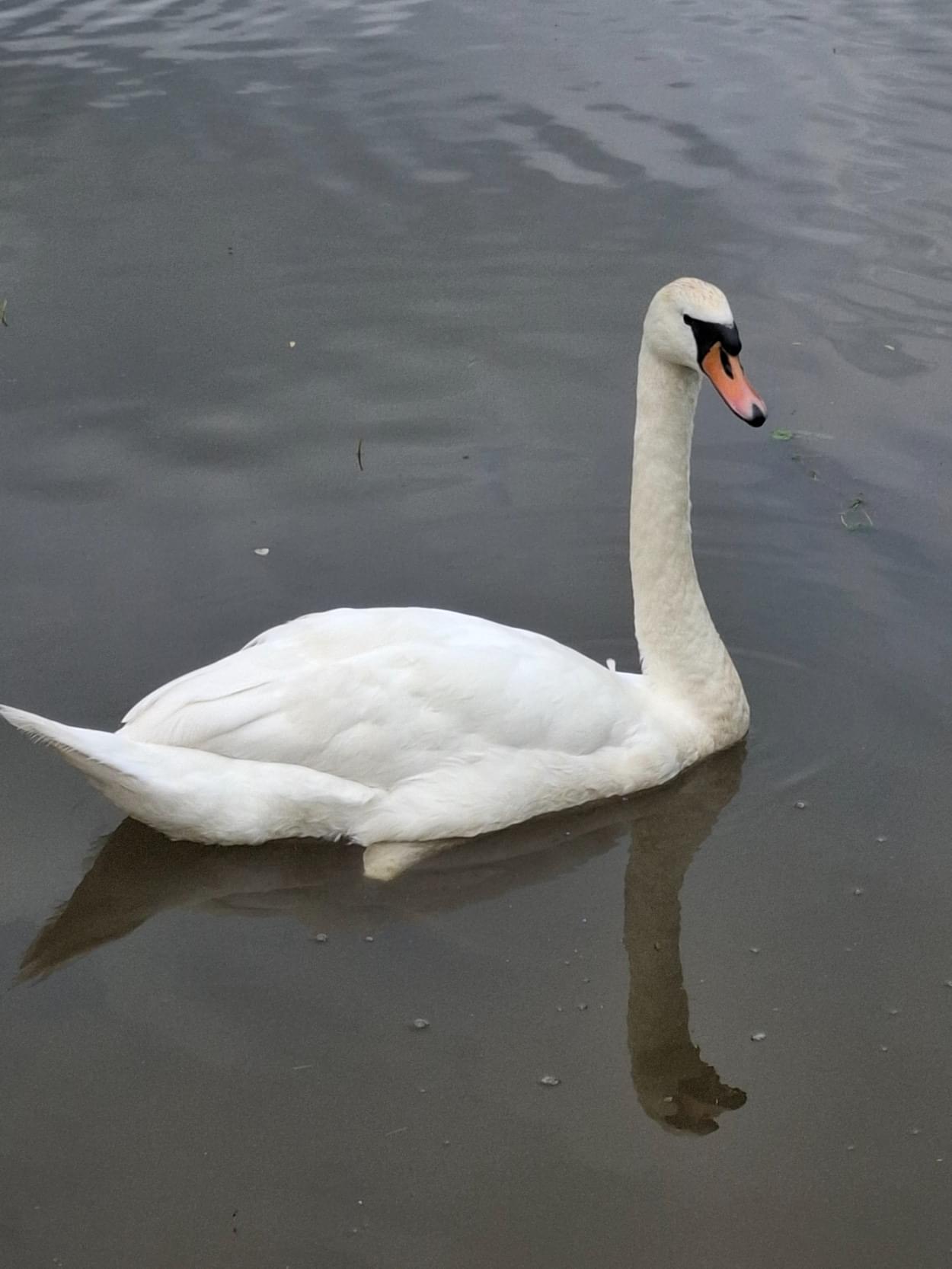 Mute Swan on the canal - Pen  Mute Swan on the canal - Pen