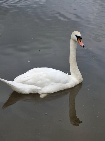 Mute Swan on the canal - Pen