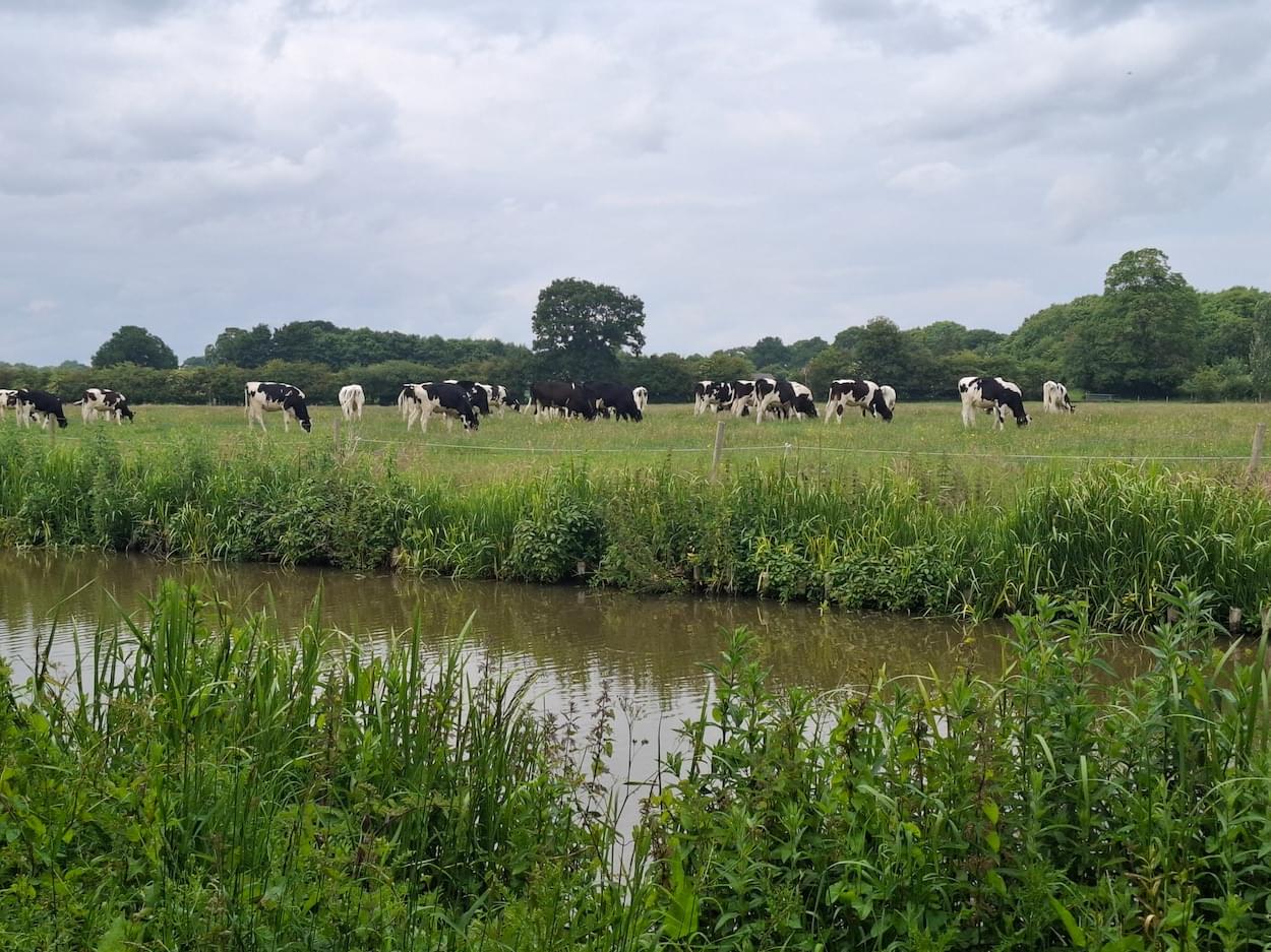 Cattle on Farm field in Rowton  Cattle on Farm field in Rowton