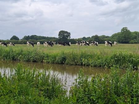 Cattle on Farm field in Rowton