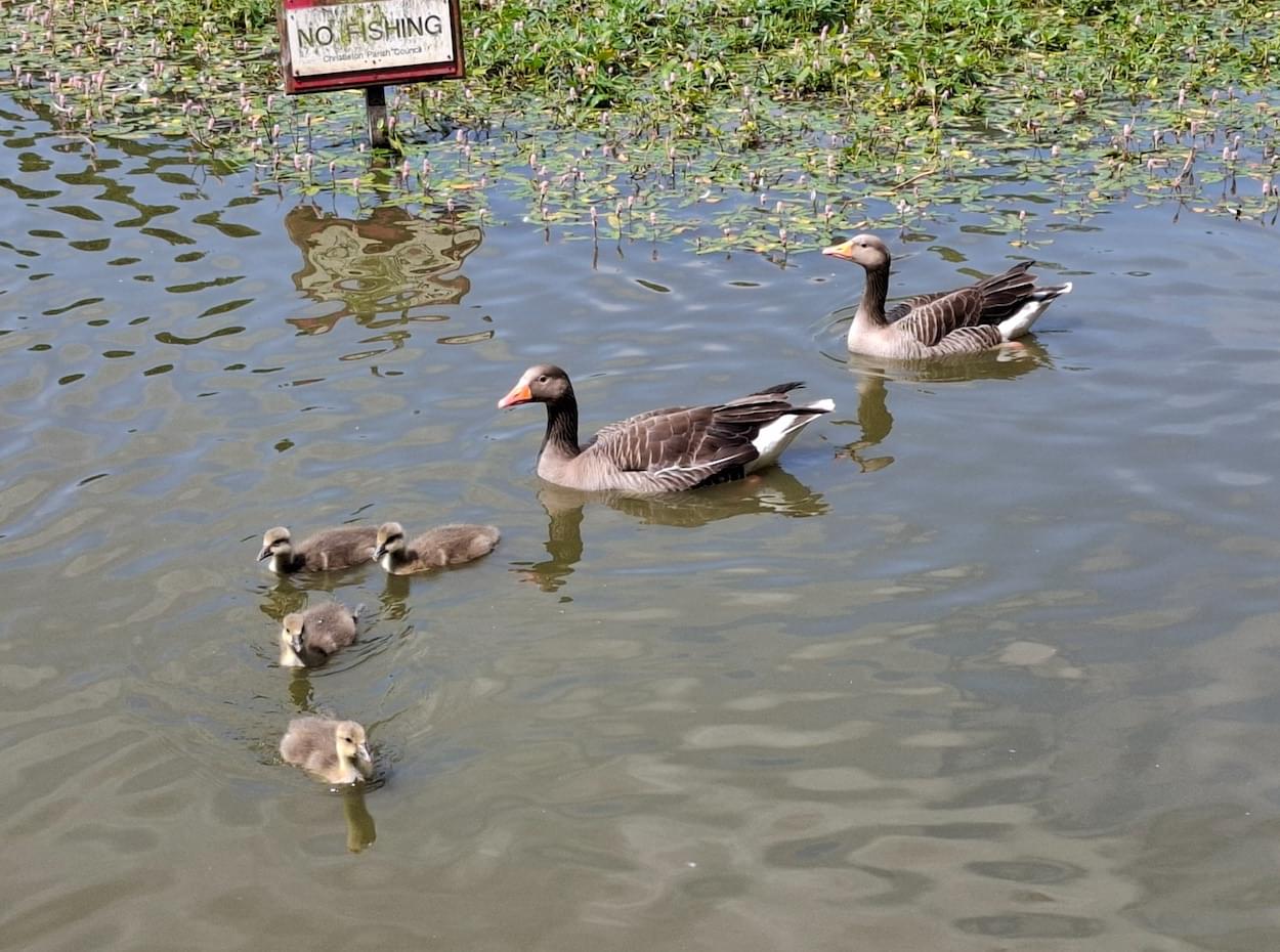 Greylag family on the Pit at Christleton  Greylag family on the Pit at Christleton