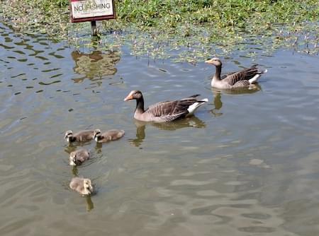 Greylag family on the Pit at Christleton