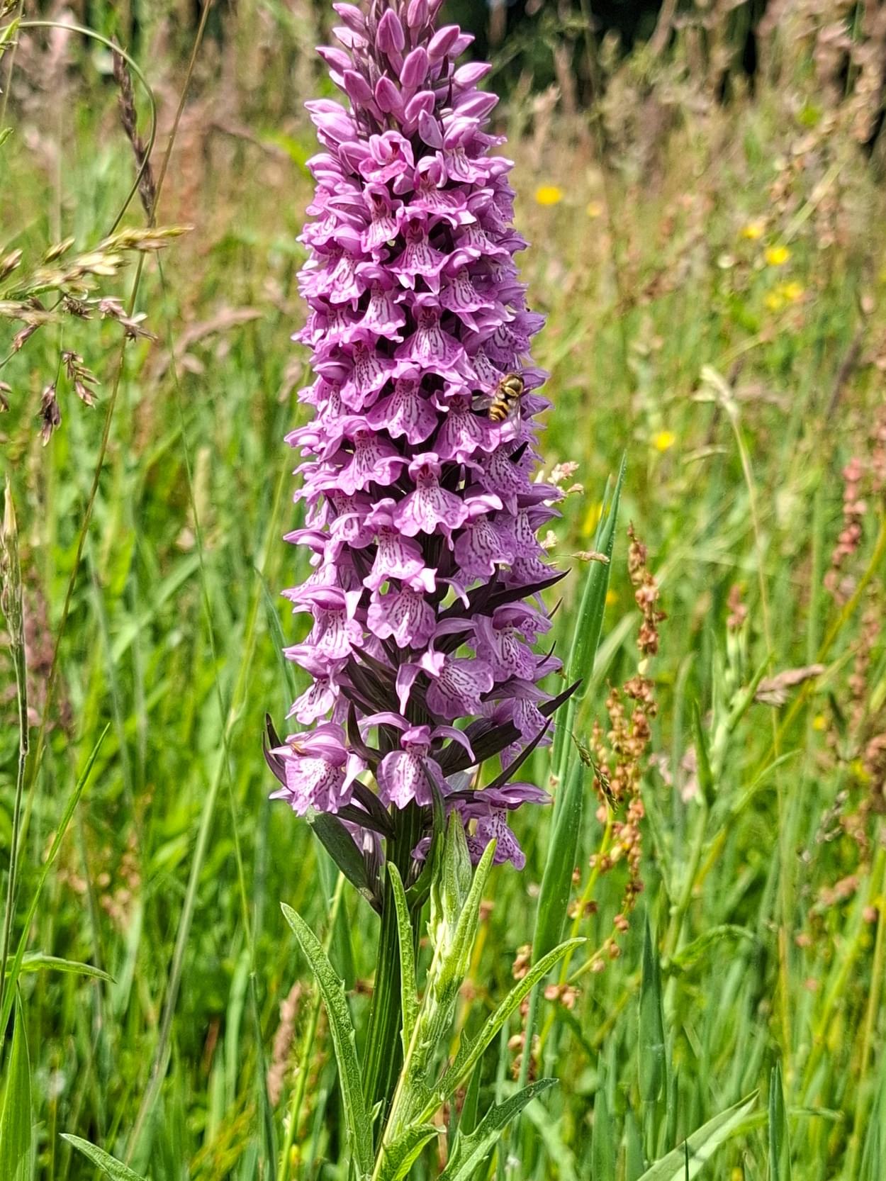 Comon Spotted Orchid  Comon Spotted Orchid