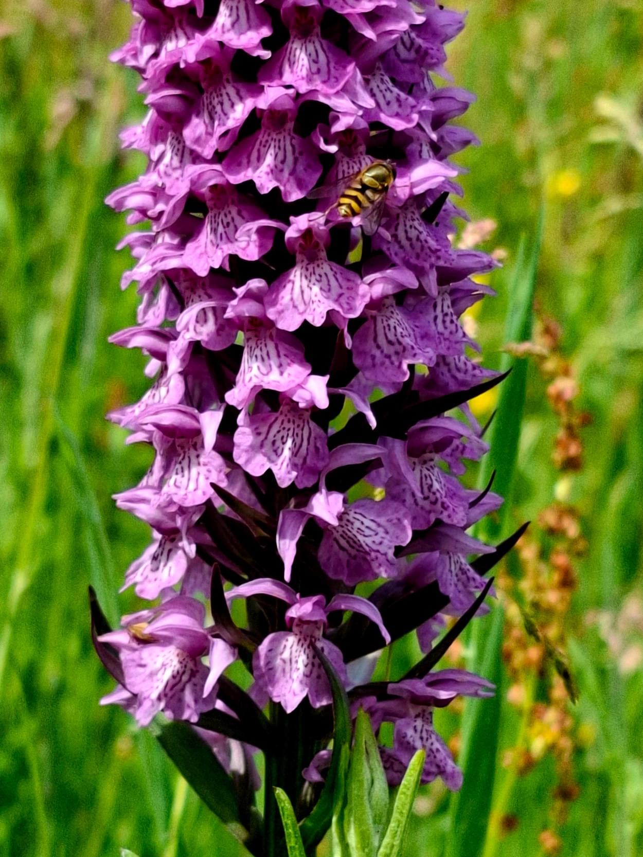 Comon Spotted Orchid  Comon Spotted Orchid