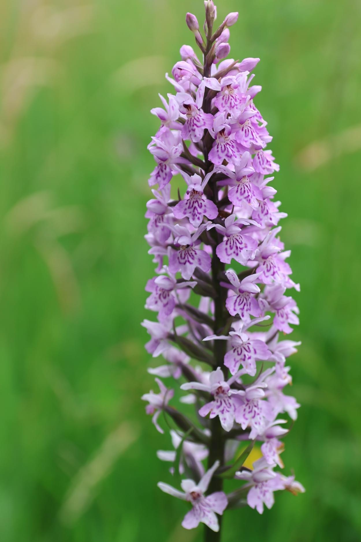 Comon Spotted Orchid  Comon Spotted Orchid