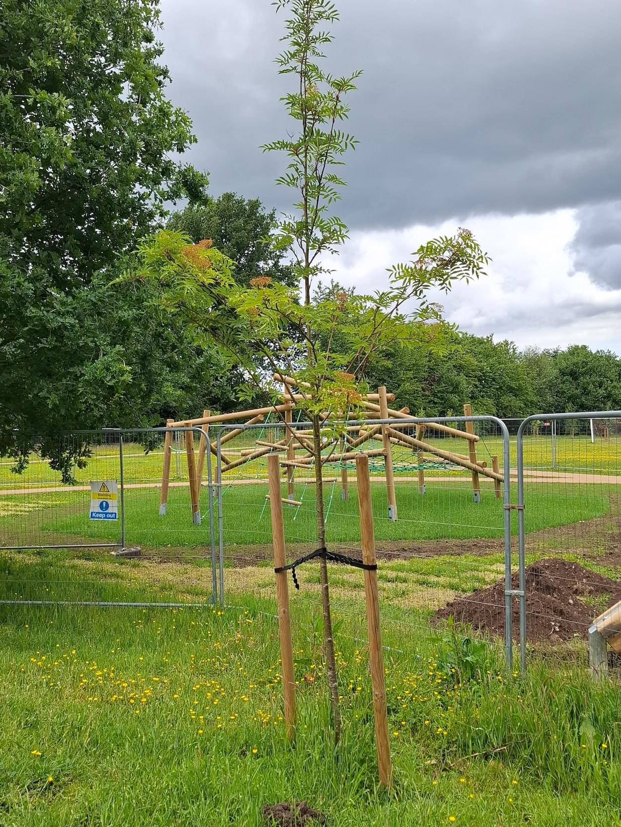 Memorial tree on the Playing Field in Christleton  Memorial tree on the Playing Field in Christleton