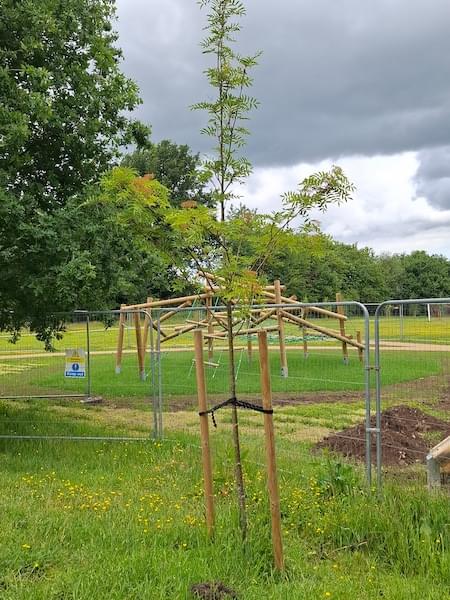 Memorial tree on the Playing Field in Christleton