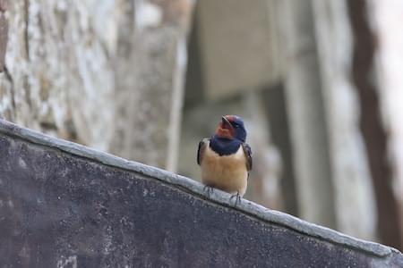 Swallow
