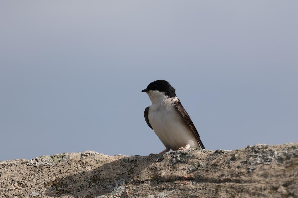 House Martin  House Martin
