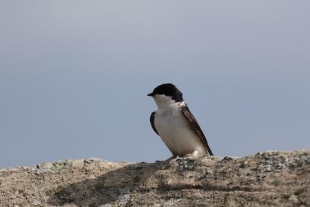 House Martin