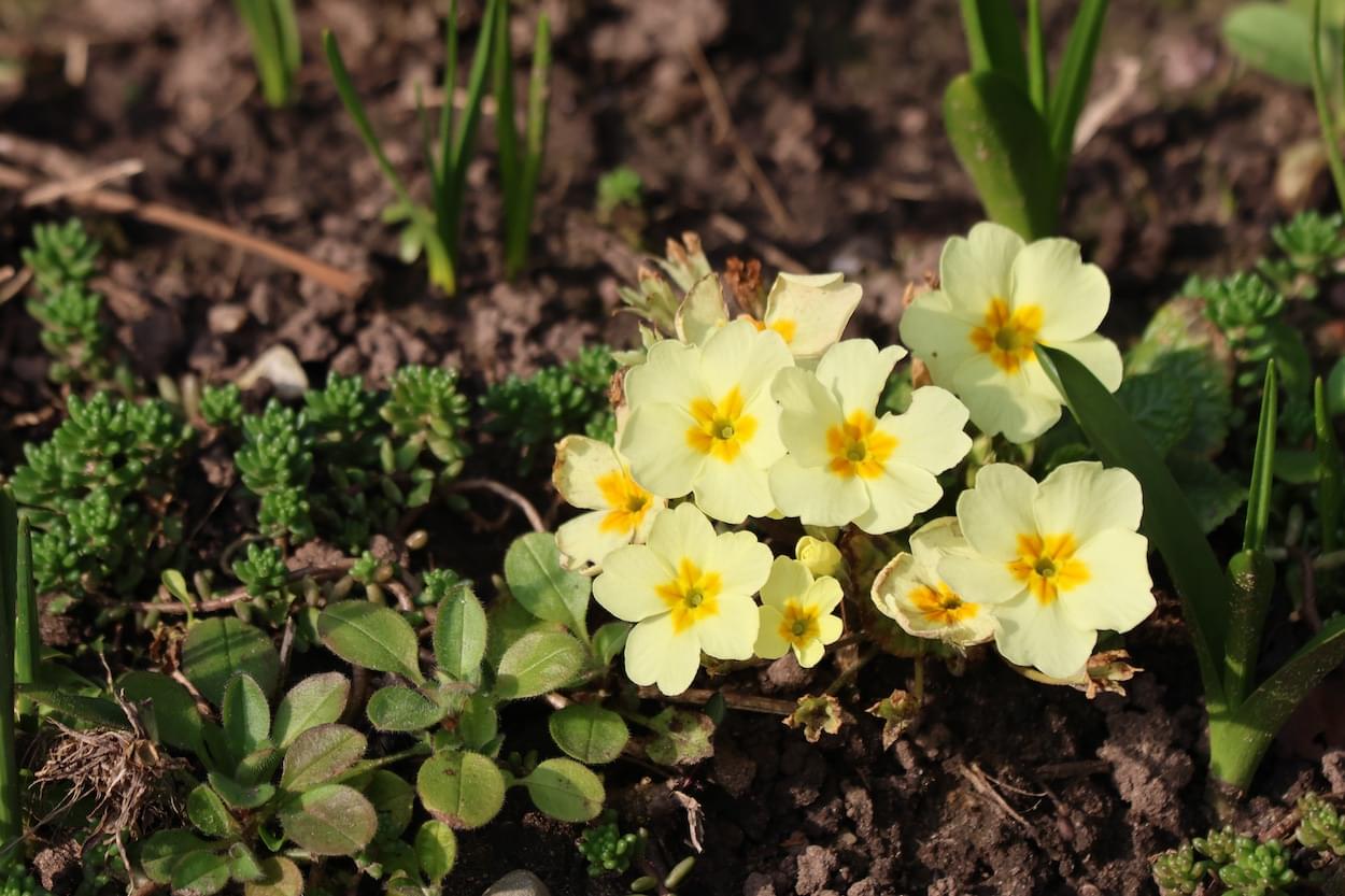 Primroses  Primroses