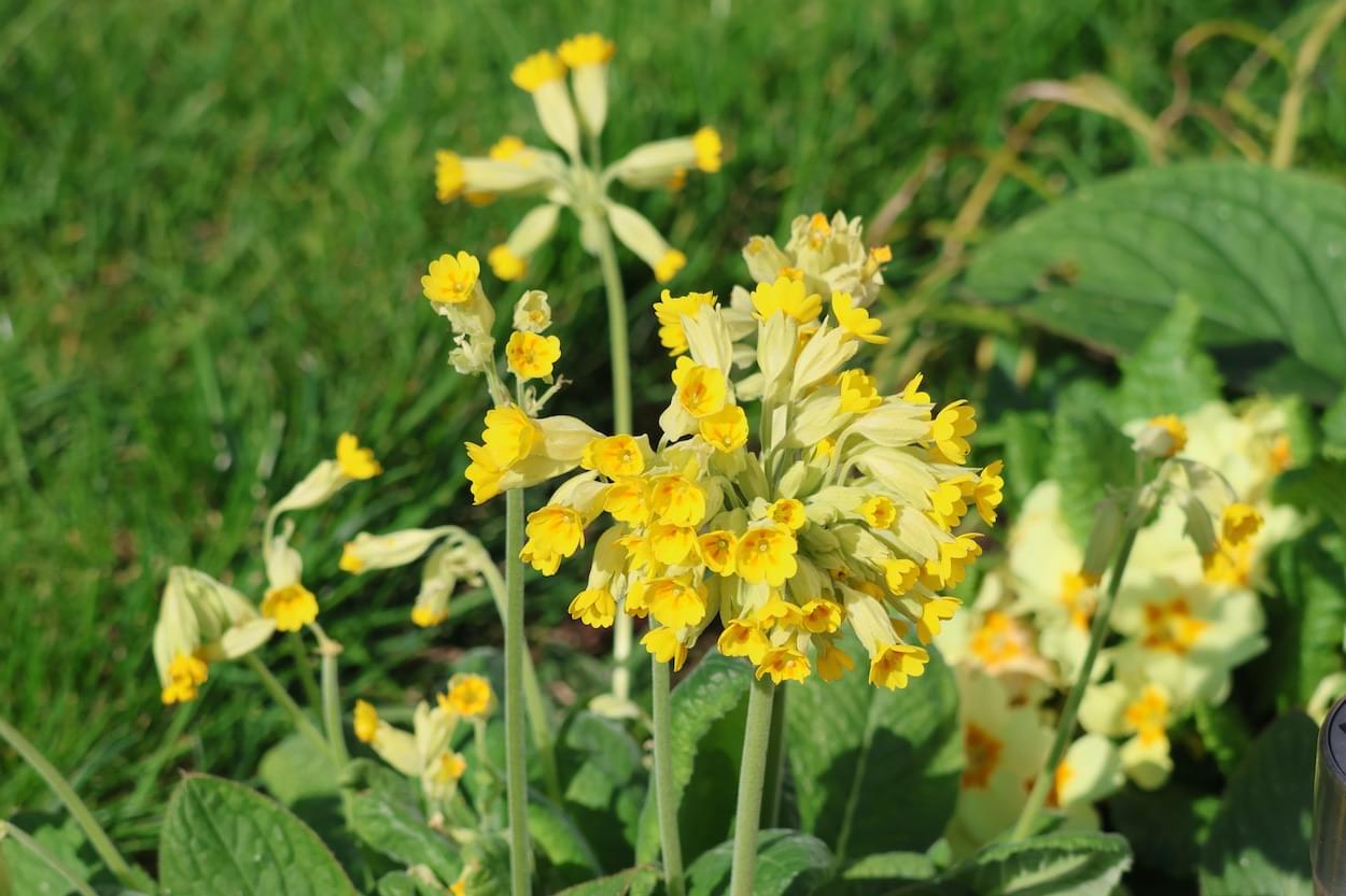 Cowslips  Cowslips