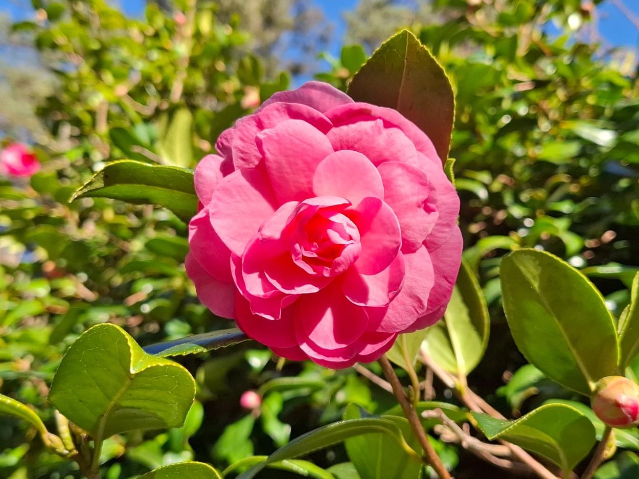 Camelia  Camelia