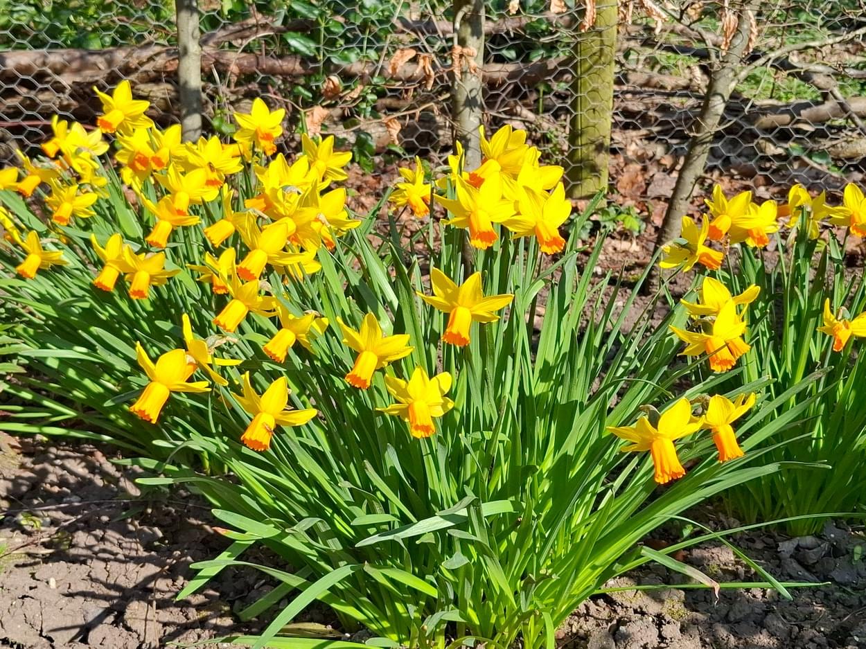 Daffodils  Daffodils