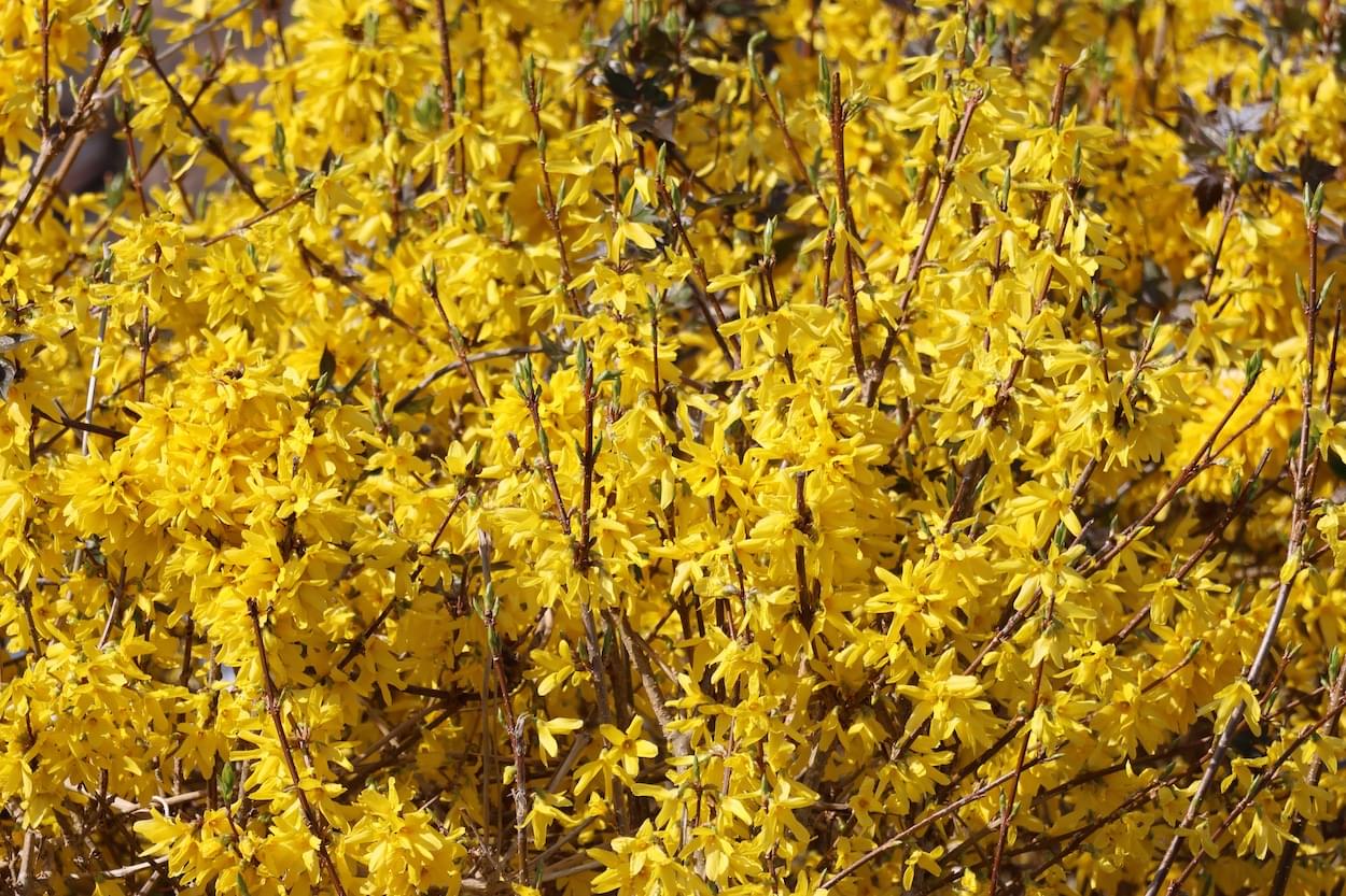Forsythia  Forsythia