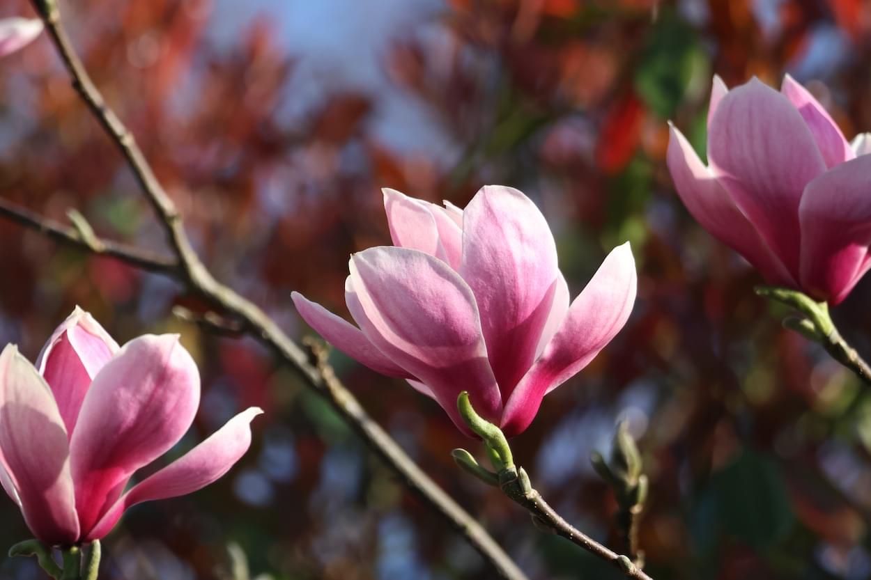 Magnolia  Magnolia