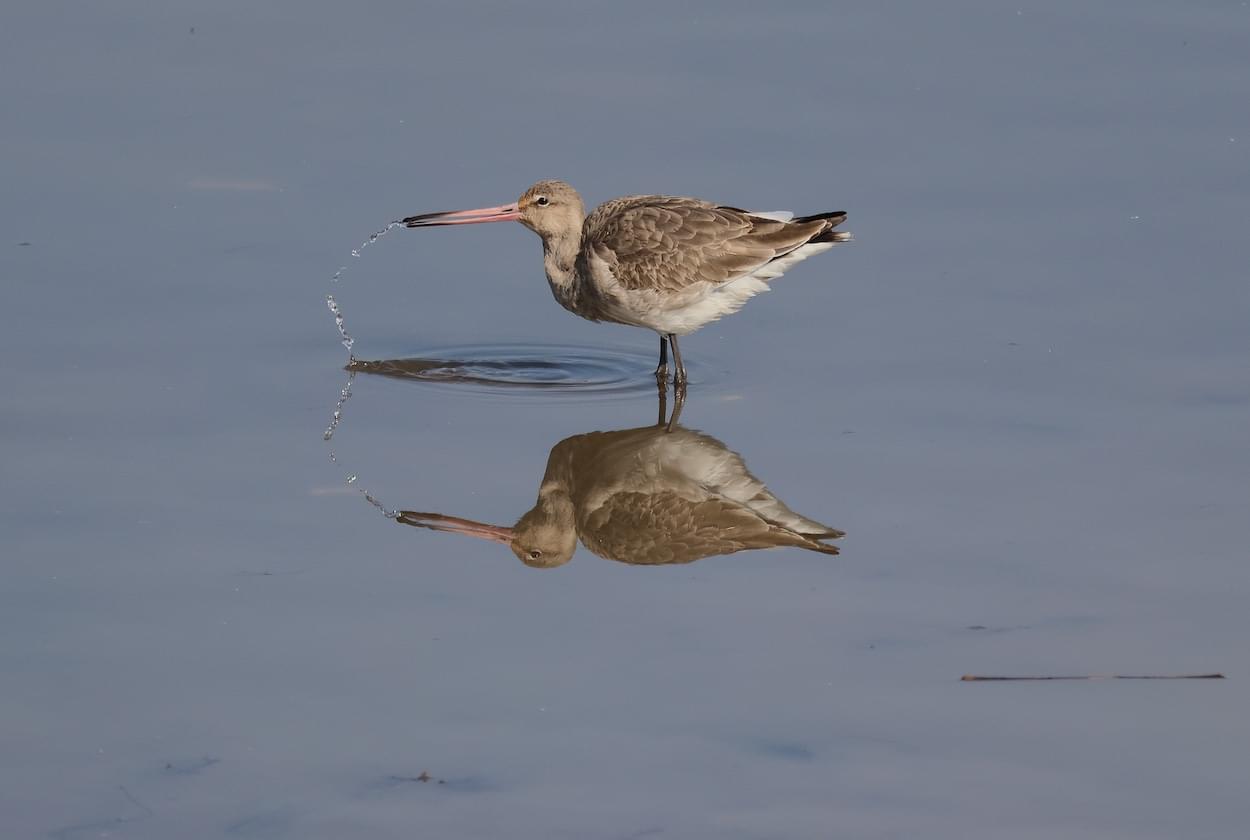 Bar Tailed Godwit  Bar Tailed Godwit