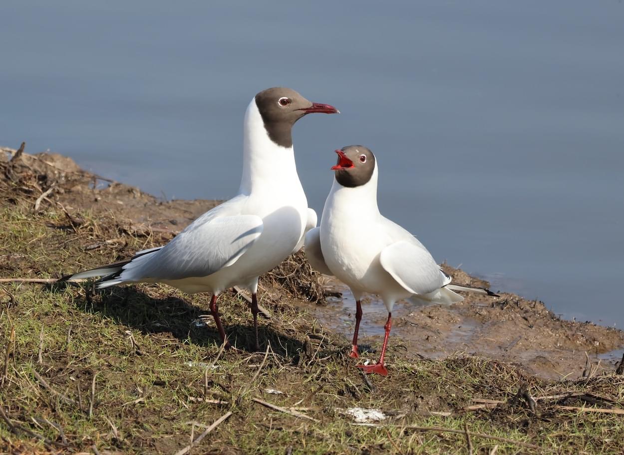 Two black headed gulls in full plumage displaying.  Two black headed gulls in full plumage displaying.