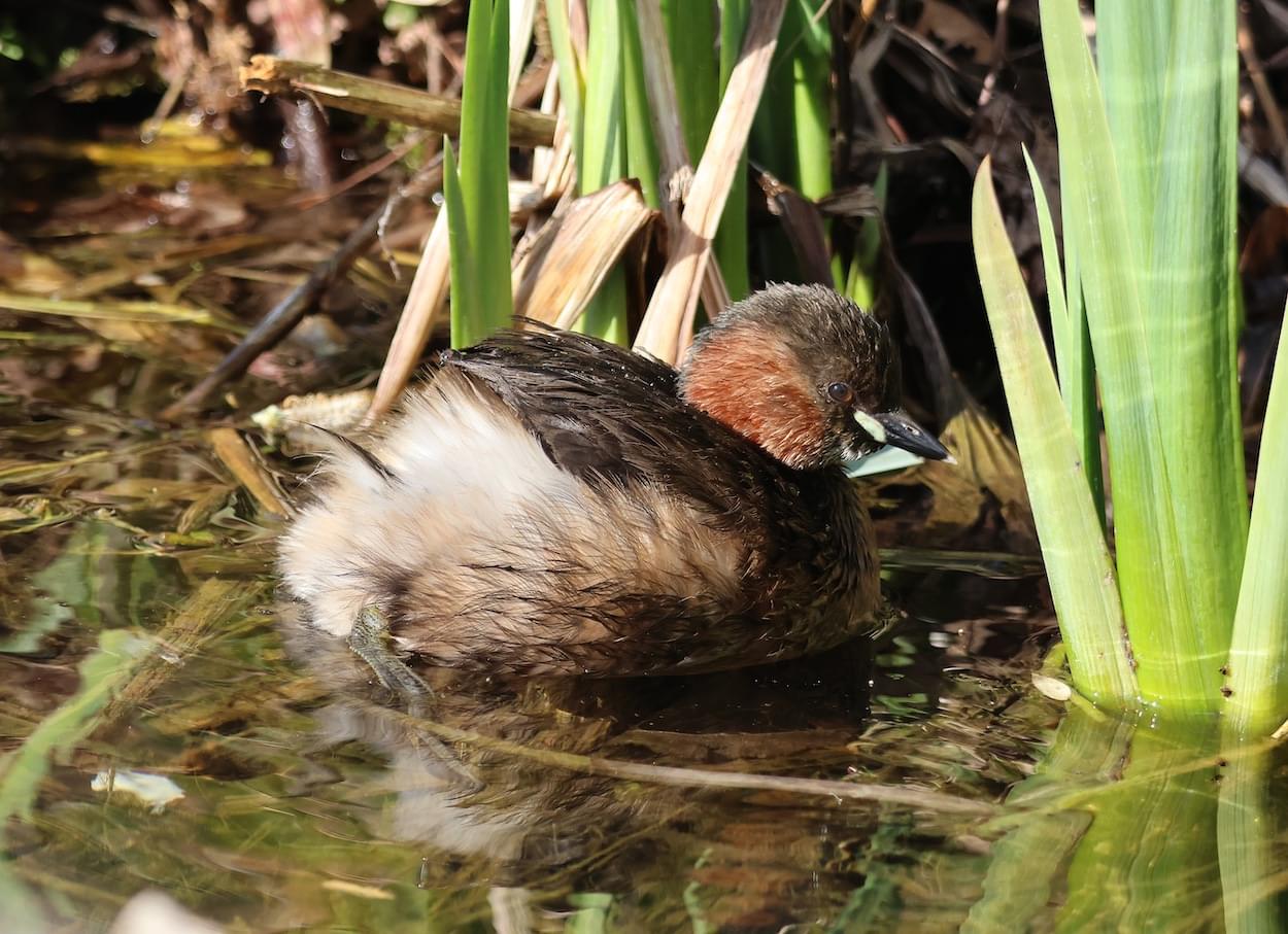 A Dabchick  A Dabchick