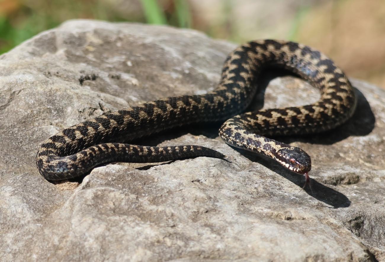 Male Adder at Chester Zoo