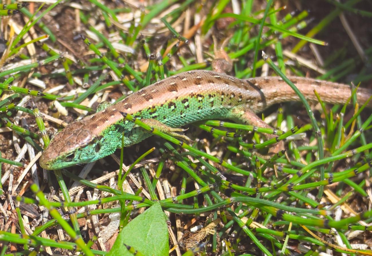 Sand Lizard at Chester Zoo