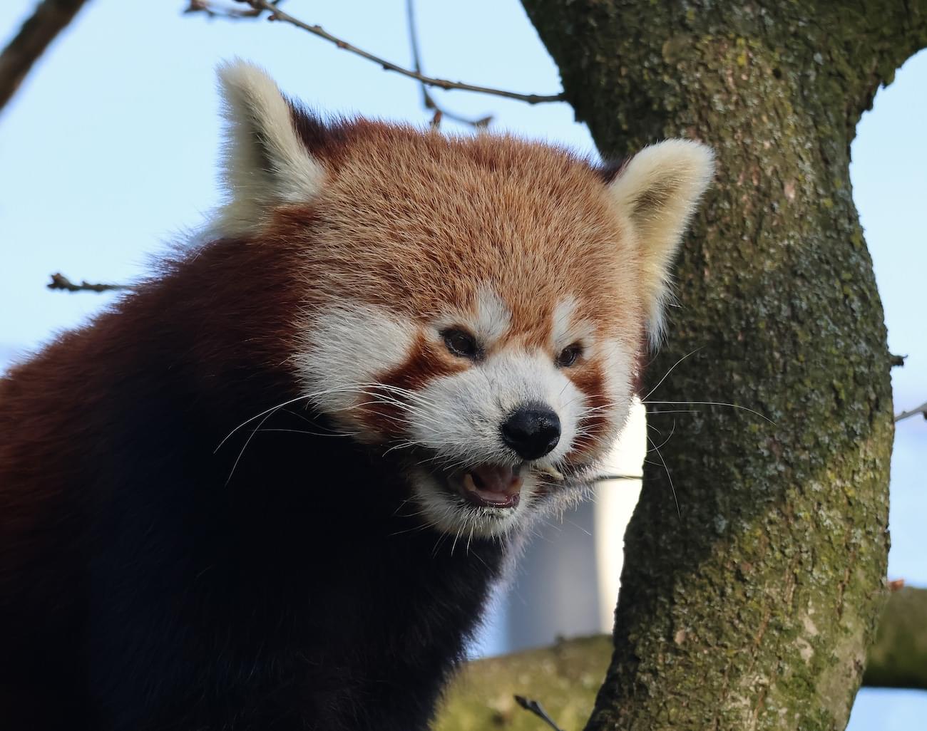 Red Panda at Chester Zoo