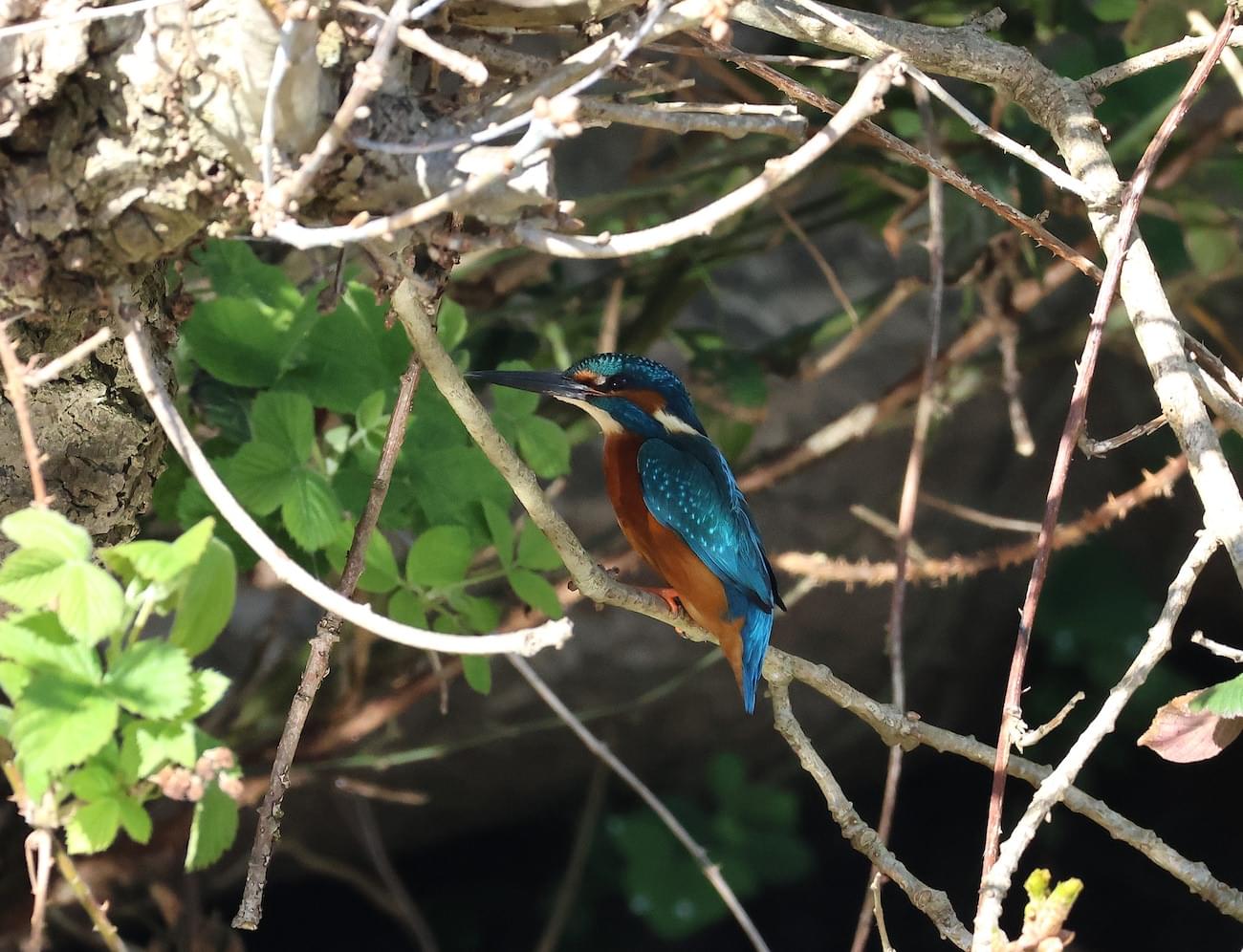 Kingfisher