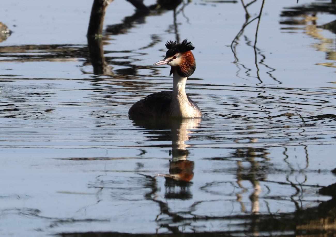 Great Crested Grebe
