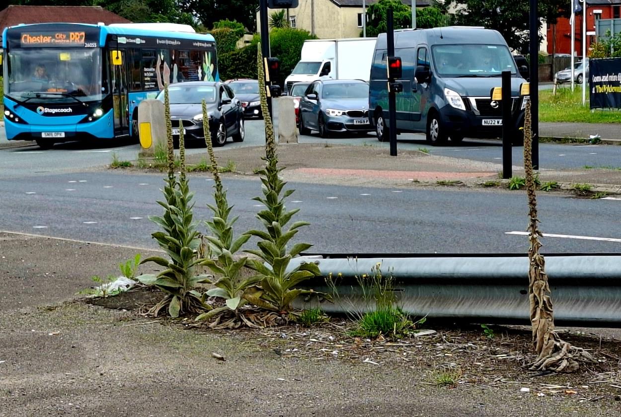 Great Mullien gowing near Sainsburys Christleton