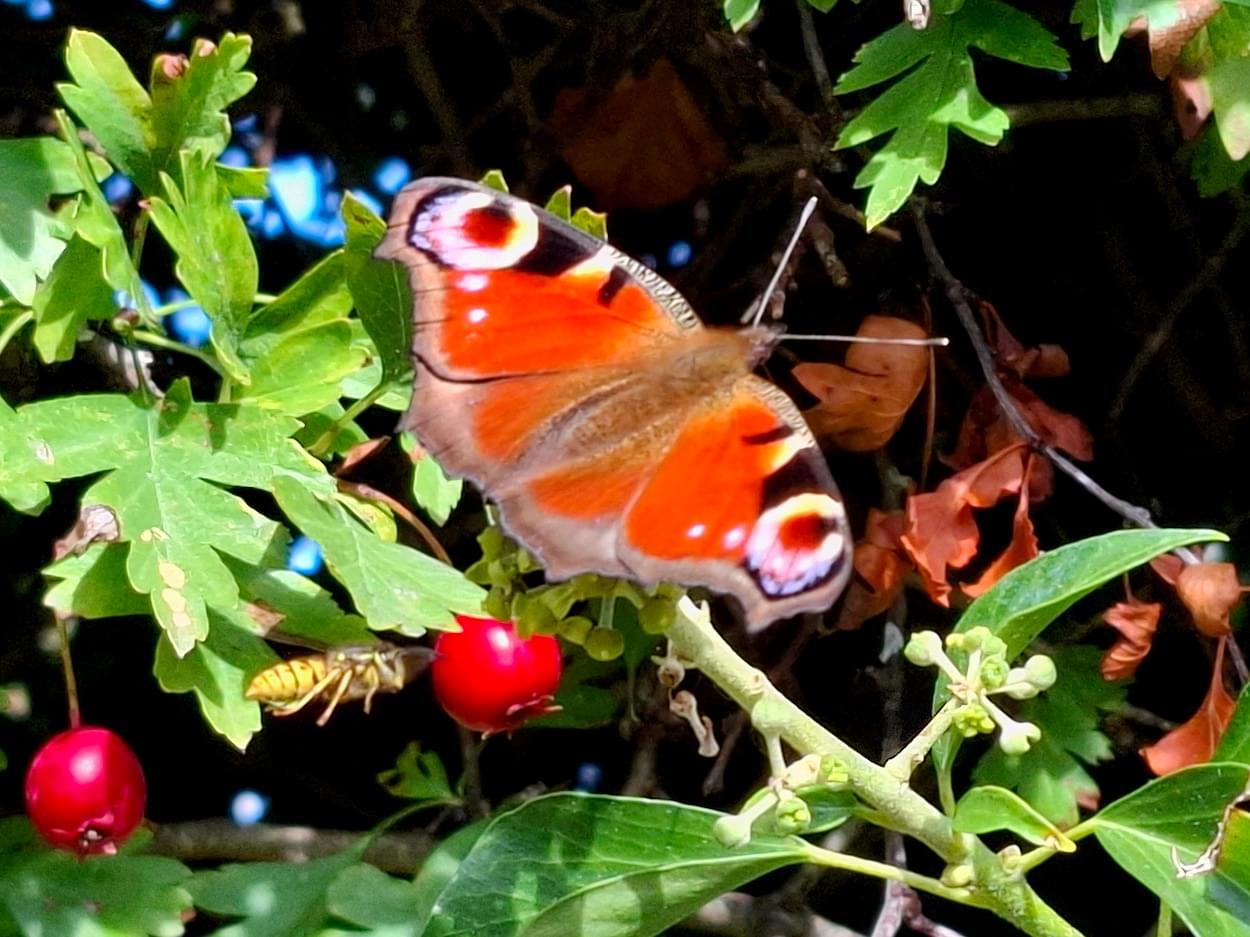 Peacock Butterfly