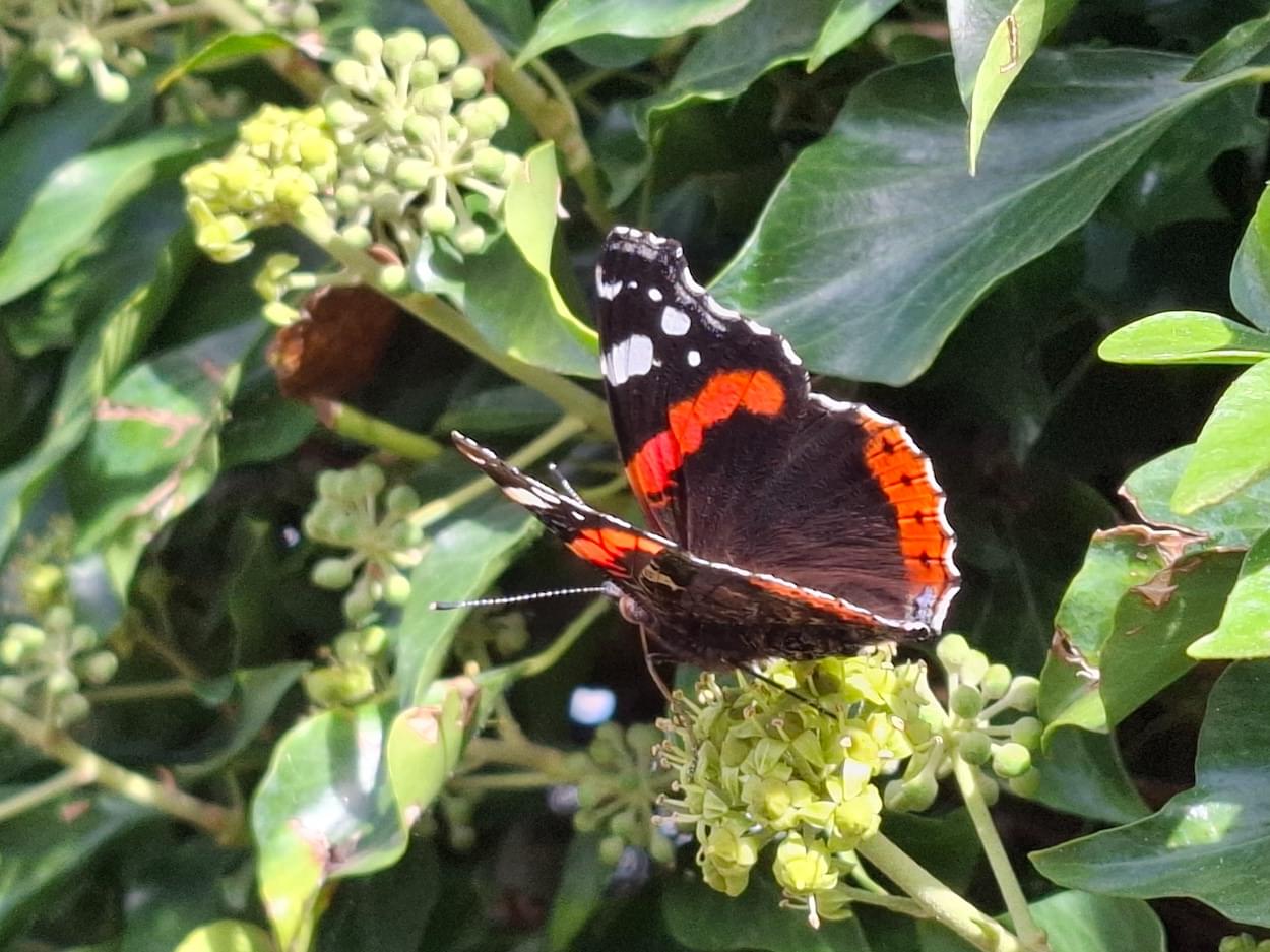 Red Admiral