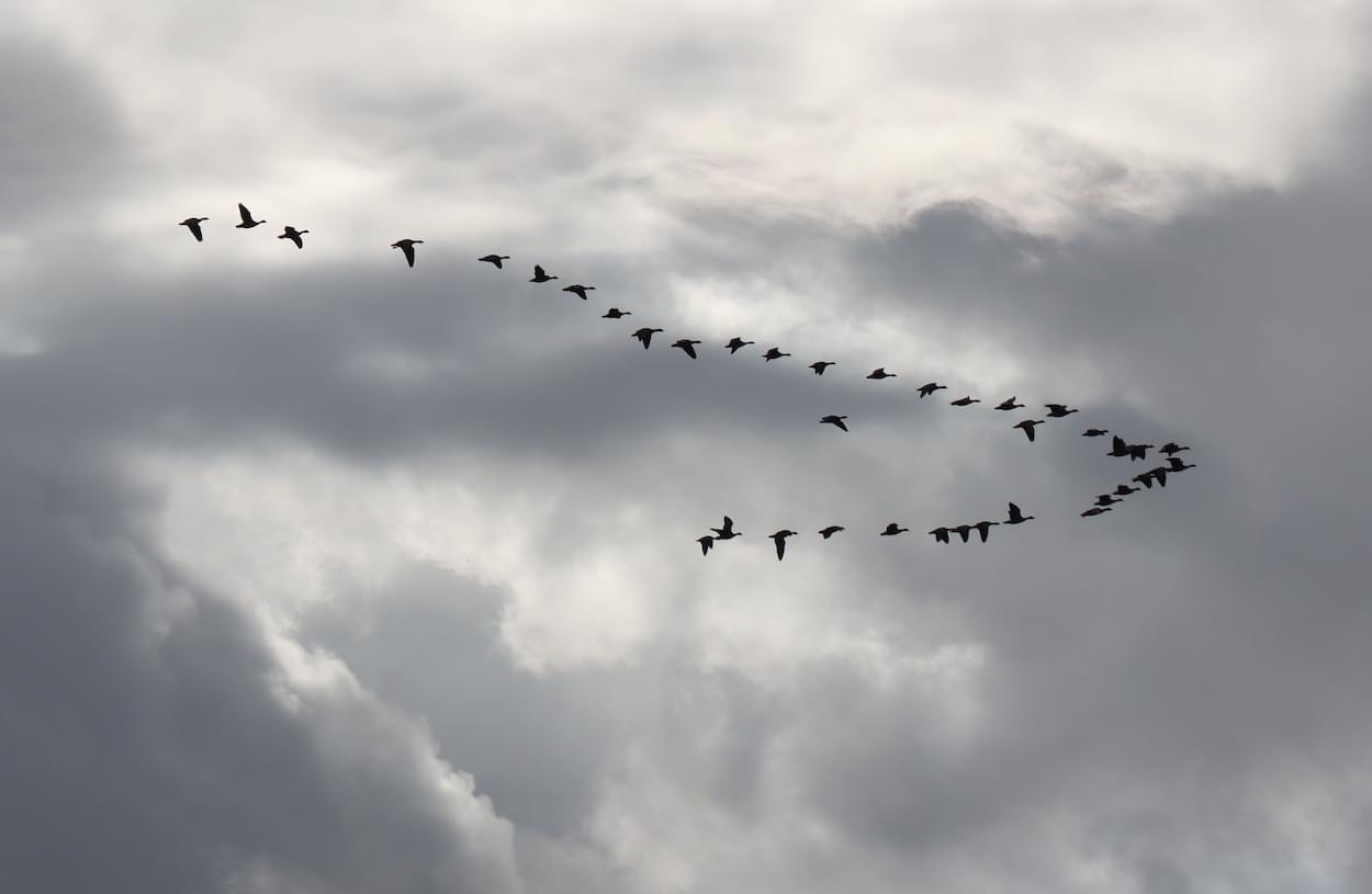 Icelandic Pink Feet Geese