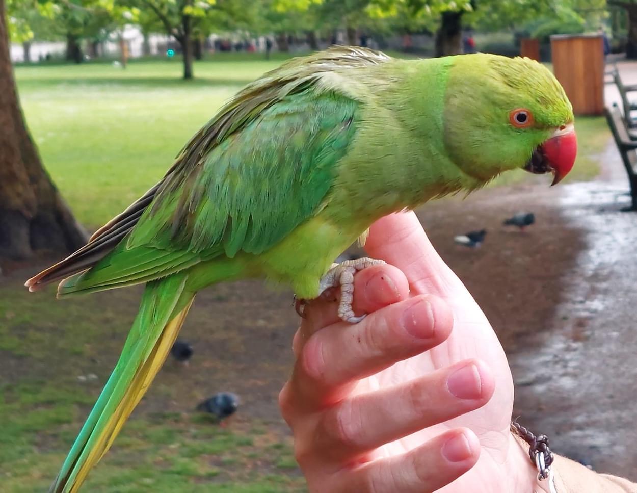 Red Necked Parrakeet
