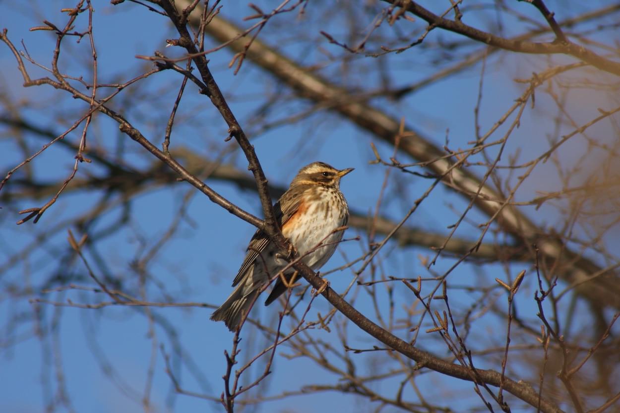 Redwing
