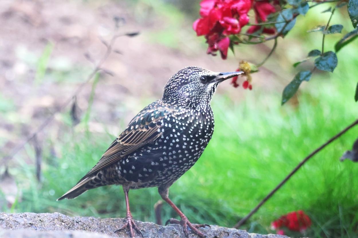 Starling