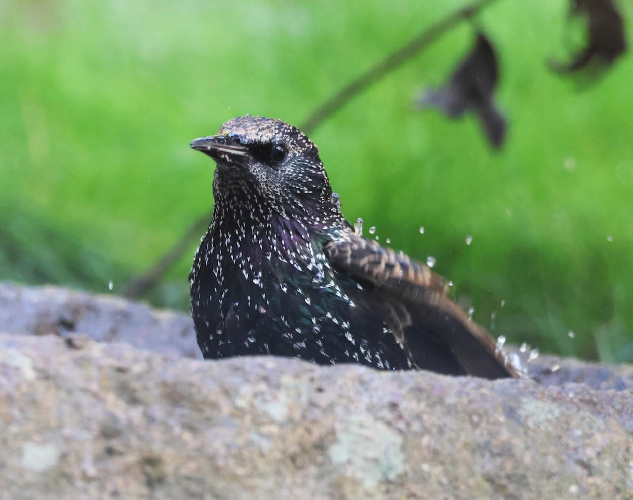 Starling bathing