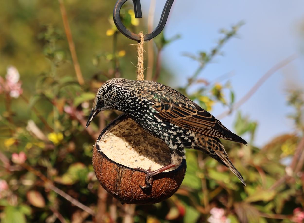 Starling Feeding